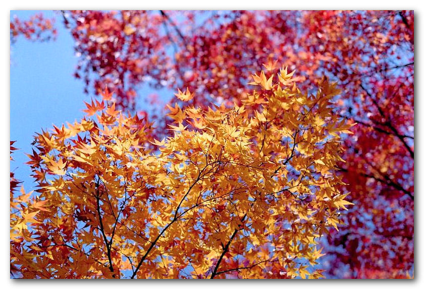 005_200206_ME_S_M50_Fuji_SP100[640].jpg